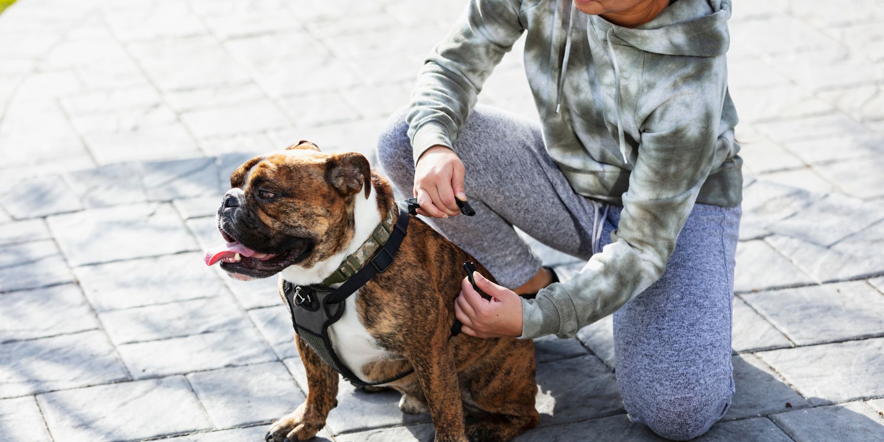 Why Choose Adjustable Dog Harnesses? Fit Perfection